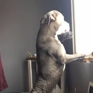 Meet your Posher, Pat